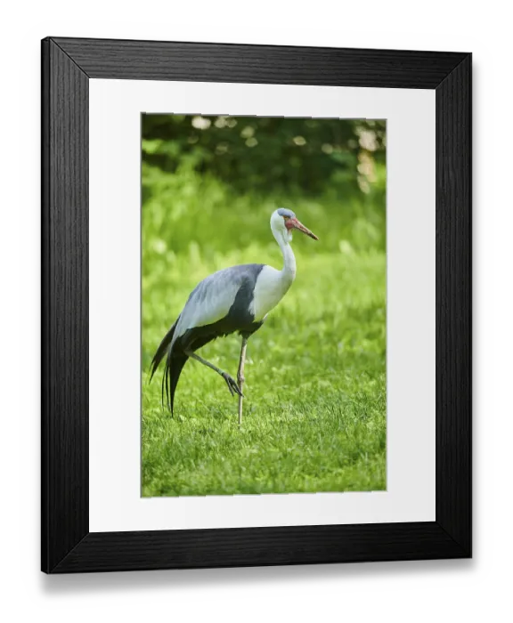 Framed Print : Wattled crane (Grus carunculata)