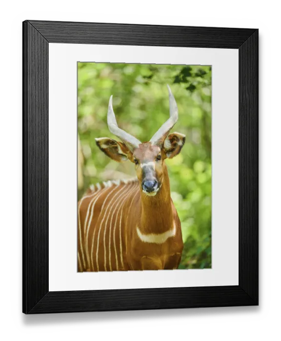 Framed Print : Lowland nyala (Tragelaphus angasii) Framed Print : Lowland nyala (Tragelaphus angasii)