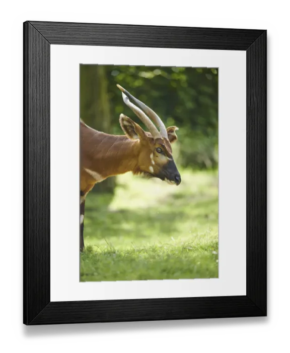 Framed Print : Lowland nyala (Tragelaphus angasii)