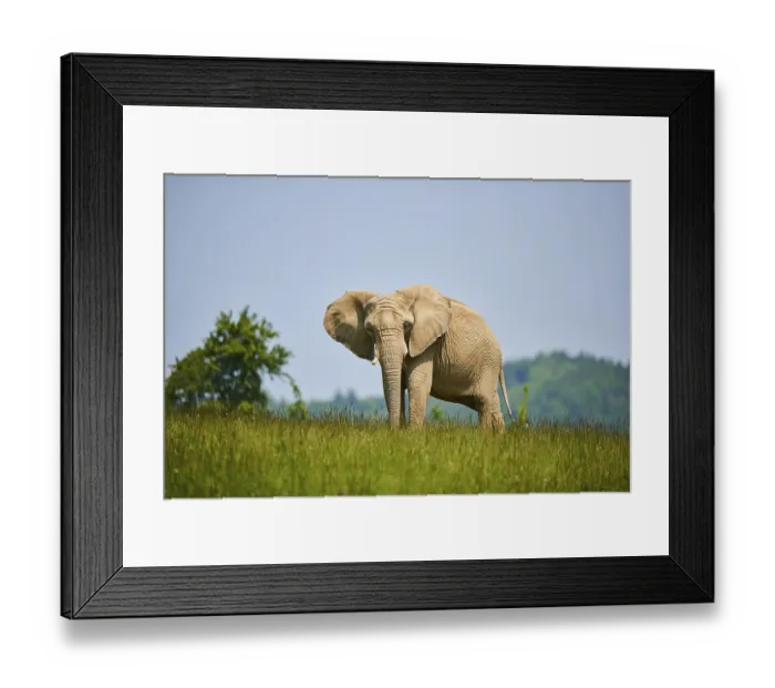Framed Print : African bush elephant (Loxodonta africana) standing on a meadow Framed Print : African bush elephant (Loxodonta africana) standing on a meadow