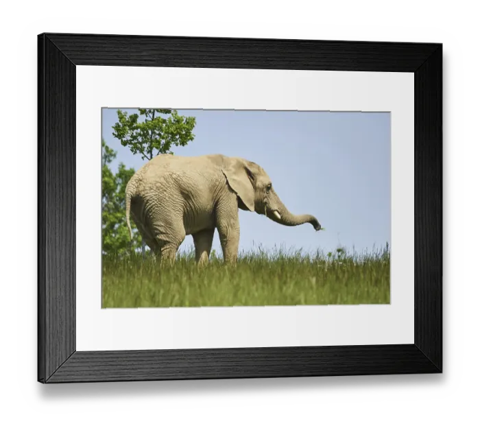Framed Print : African bush elephant (Loxodonta africana) standing on a meadow