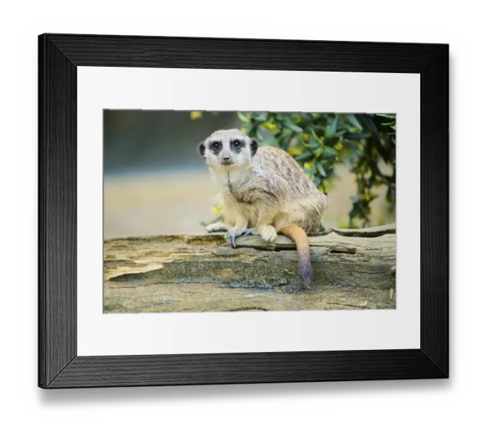 Framed Print : Meerkat (Suricata suricatta) sitting on a tree trunk