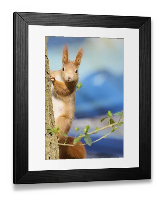 Framed Print : Red squirrel (Sciurus vulgaris) on a tree
