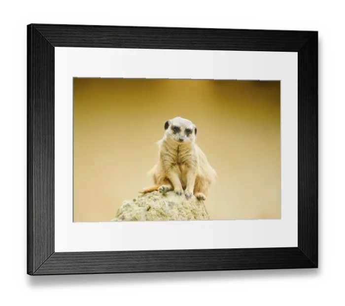 Framed Print : Meerkat (Suricata suricatta) sitting on a rock