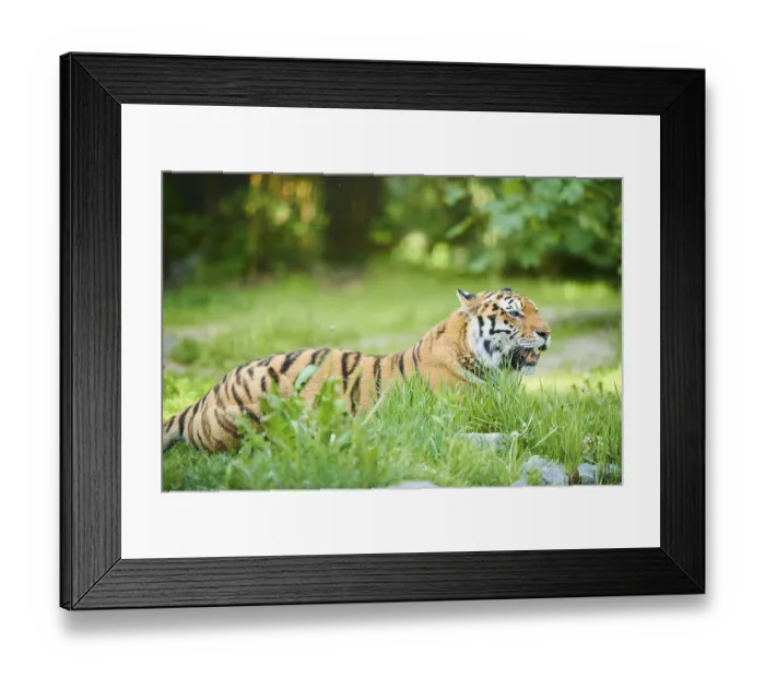 Framed Print : Siberian tiger (Panthera tigris altaica)