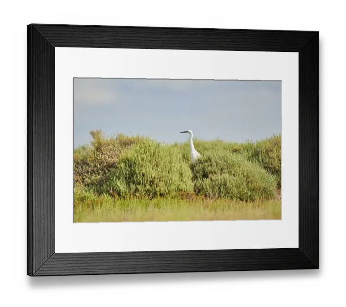 Framed Print : Great egret (Ardea alba) standing behind bushes