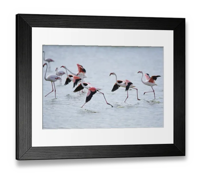 Framed Print : Greater Flamingo (Phoenicopterus roseus)