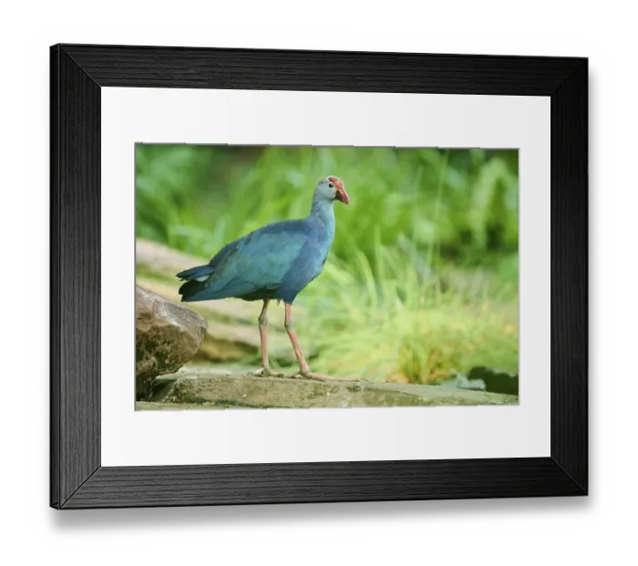 Framed Print : Western swamphen (Porphyrio porphyrio) standing on a rock
