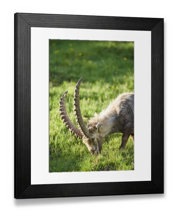 Framed Print : Alpine ibex (Capra ibex) male on a meadow in early summer