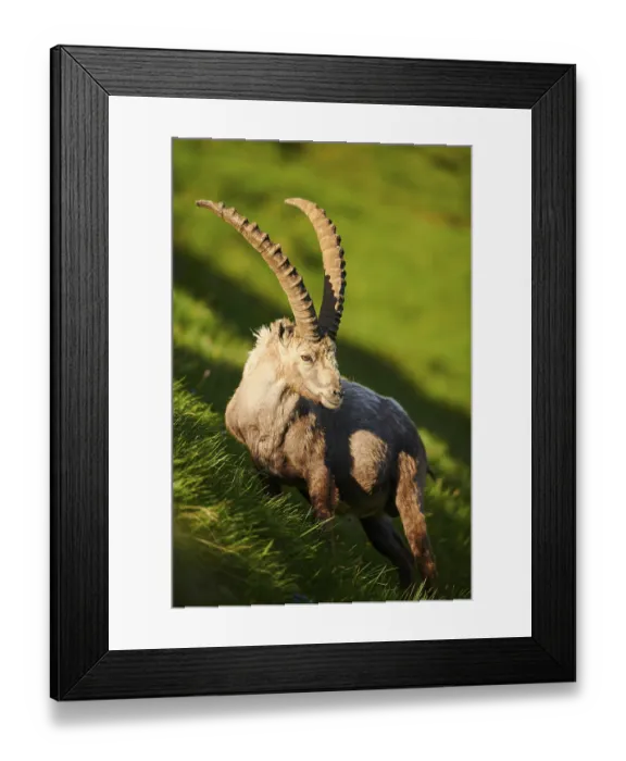 Framed Print : Alpine ibex (Capra ibex) male on a meadow in early summer