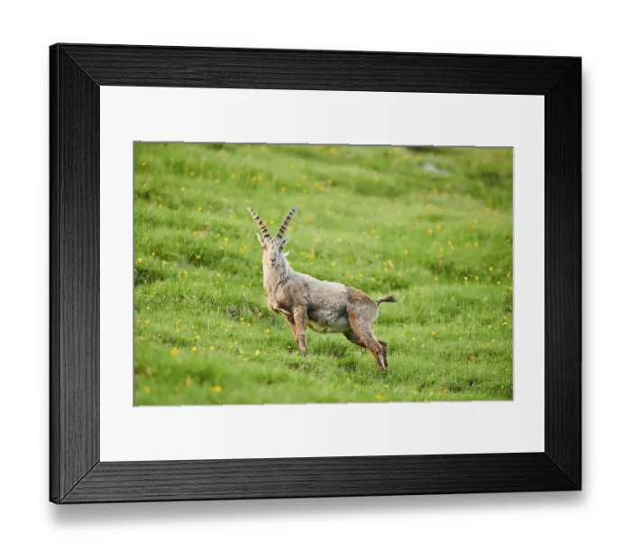 Framed Print : Alpine ibex (Capra ibex) male on a meadow in early summer