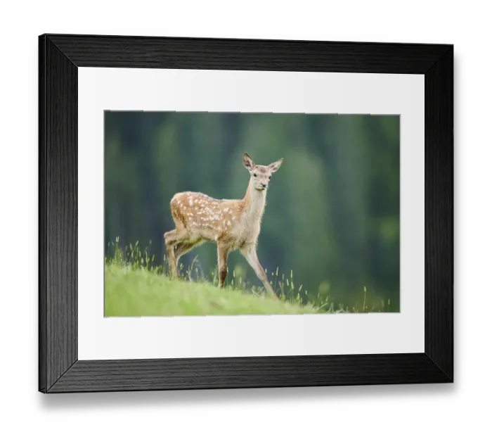 Framed Print : Red deer (Cervus elaphus) fawn walking on a meadow in the mountains in tirol Framed Print : Red deer (Cervus elaphus) fawn walking on a meadow in the mountains in tirol