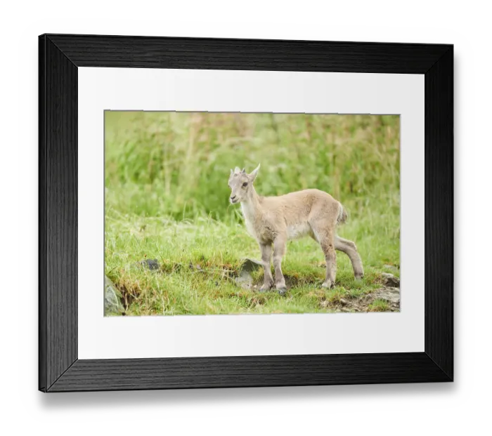 Framed Print : Alpine ibex (Capra ibex) youngster walking on a meadow Framed Print : Alpine ibex (Capra ibex) youngster walking on a meadow