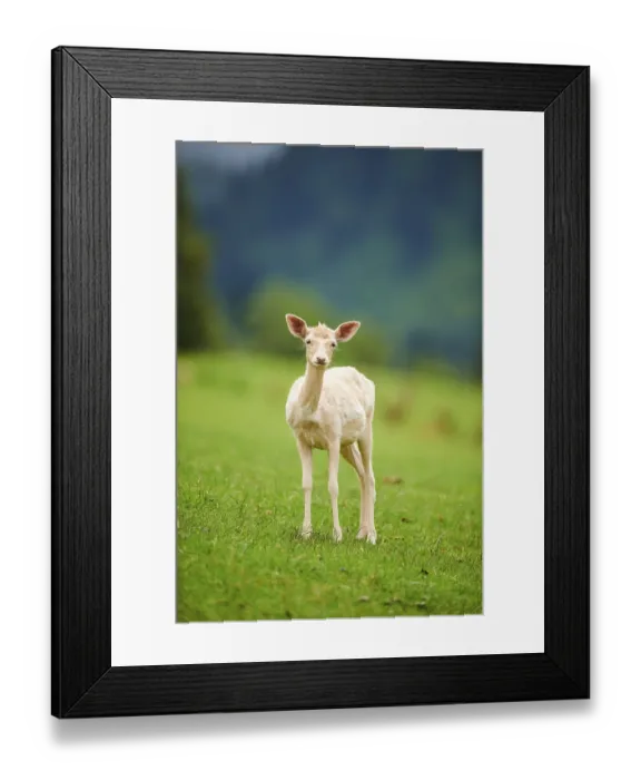 Framed Print : European fallow deer (Dama dama) fawn standing on a meadow Framed Print : European fallow deer (Dama dama) fawn standing on a meadow