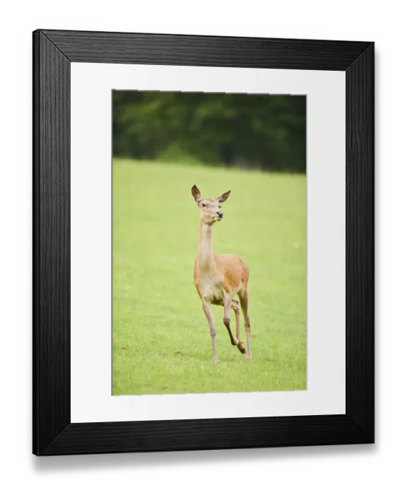 Framed Print : Red deer (Cervus elaphus) hind running on a meadow in the mountains in tirol