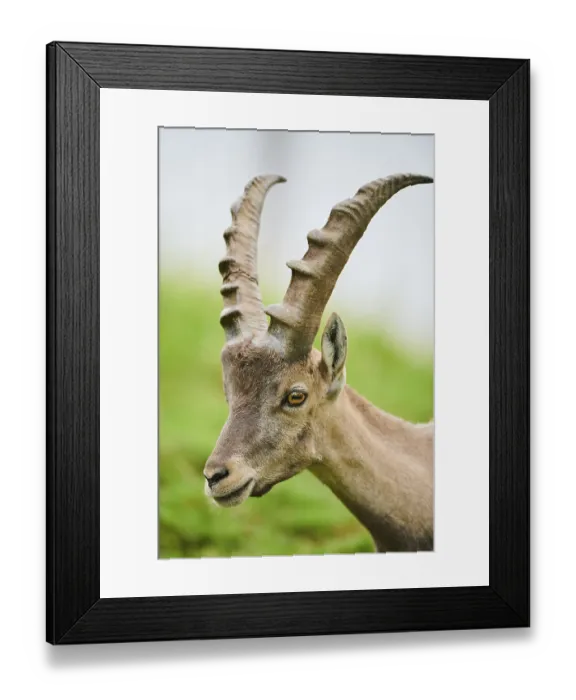 Framed Print : Alpine ibex (Capra ibex) male, portrait