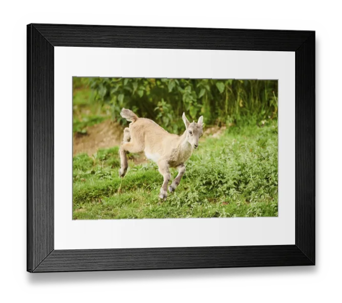 Framed Print : Alpine ibex (Capra ibex) youngster jumging in the air on a meadow Framed Print : Alpine ibex (Capra ibex) youngster jumging in the air on a meadow
