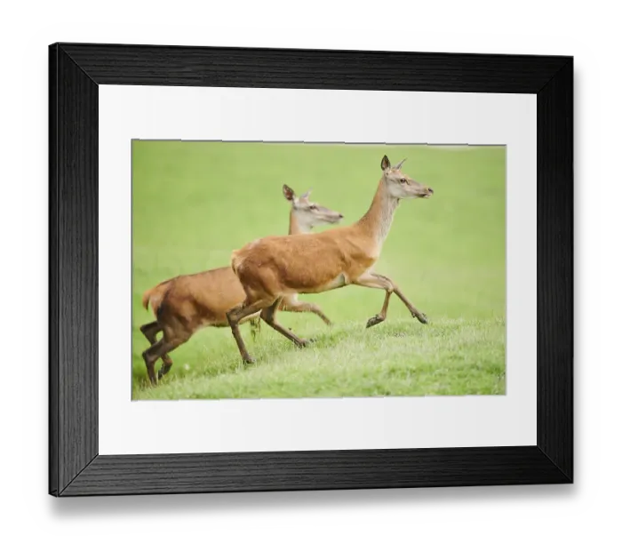 Framed Print : Red deer (Cervus elaphus) hinds running on a meadow in the mountains in tirol