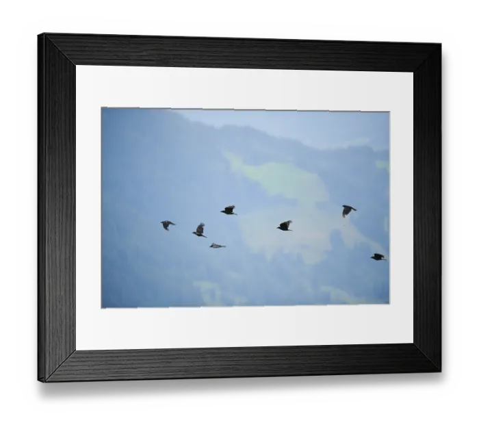 Framed Print : Carrion crow (Corvus corone) flying