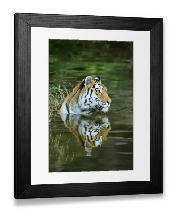 Framed Print : Siberian tiger (Panthera tigris altaica) lying in the water