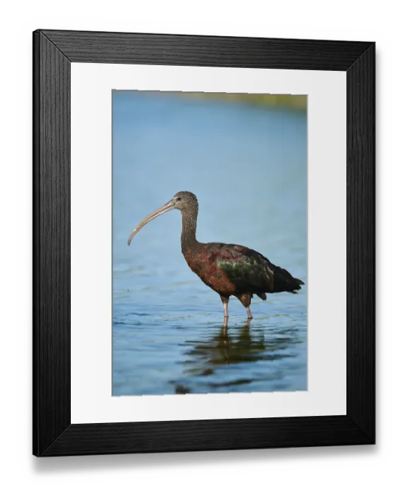 Framed Print : Glossy ibis (Plegadis falcinellus) walking in the water