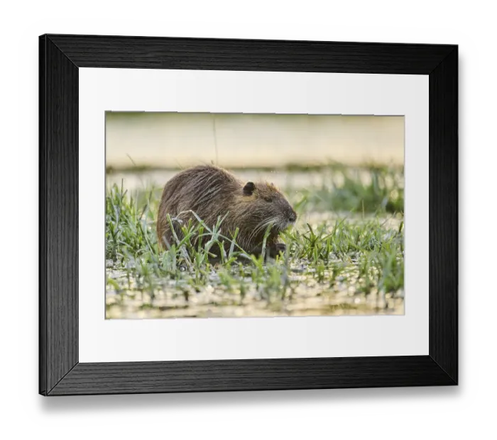 Framed Print : Muskrat (Ondatra zibethicus) eating grass at the edge of the water at sunset Framed Print : Muskrat (Ondatra zibethicus) eating grass at the edge of the water at sunset