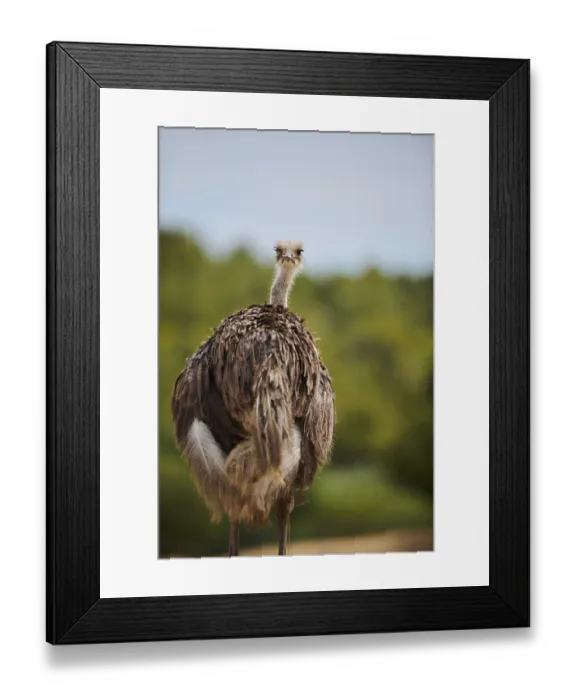 Framed Print : Common ostrich (Struthio camelus) female in the dessert