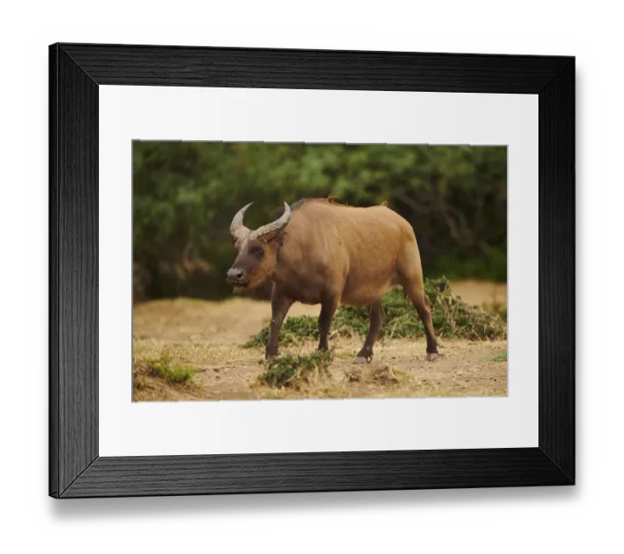 Framed Print : Red buffalo (Syncerus caffer nanus) in the dessert Framed Print : Red buffalo (Syncerus caffer nanus) in the dessert