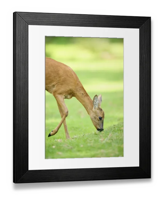 Framed Print : Roe deer (Capreolus capreolus) walking on a meadow next to the forest