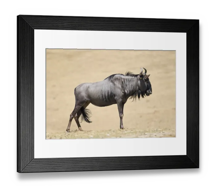 Framed Print : Blue wildebeest (Connochaetes taurinus) standing in the dessert Framed Print : Blue wildebeest (Connochaetes taurinus) standing in the dessert