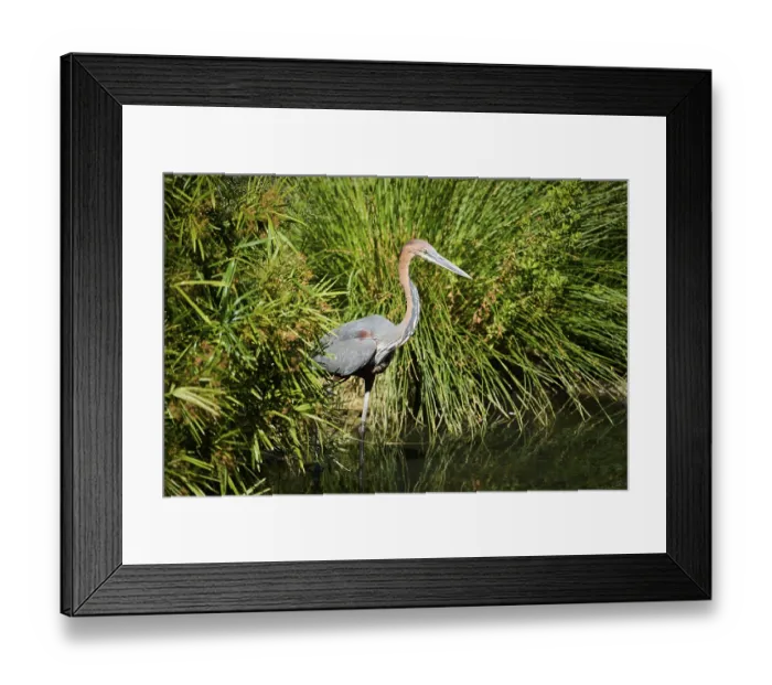 Framed Print : Goliath Heron (Ardea goliath), standing in the water Framed Print : Goliath Heron (Ardea goliath), standing in the water