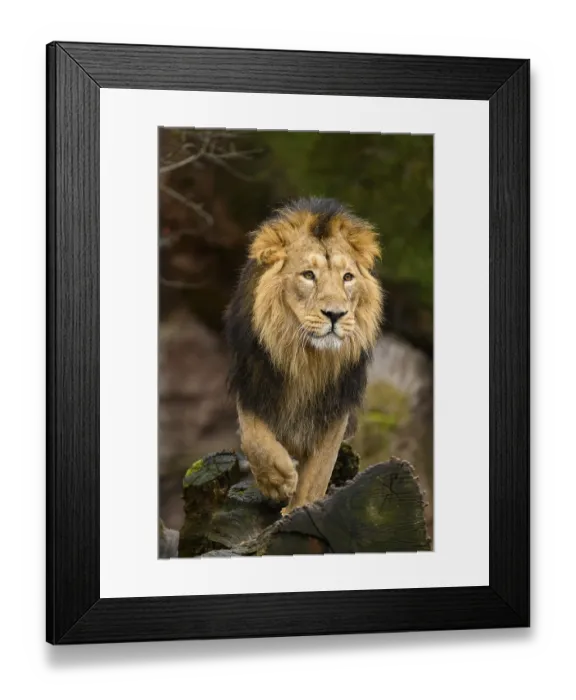 Framed Print : Asiatic lion (Panthera leo persica) male standing on a tree trunk Framed Print : Asiatic lion (Panthera leo persica) male standing on a tree trunk