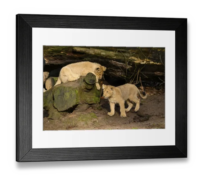 Framed Print : Two Asiatic lion (Panthera leo persica) cubs playing in the dessert