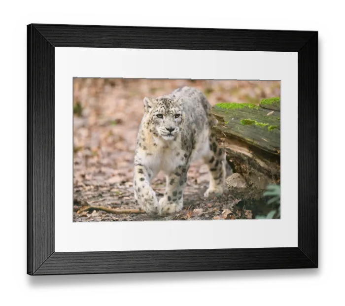 Framed Print : Snow leopard (Panthera uncia) sneaking through the forest Framed Print : Snow leopard (Panthera uncia) sneaking through the forest