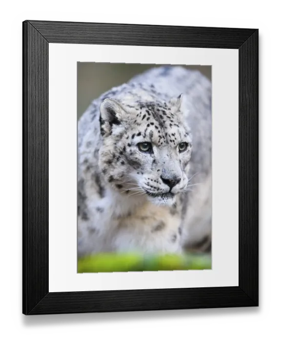 Framed Print : Portrait of a Snow leopard (Panthera uncia) in the forest