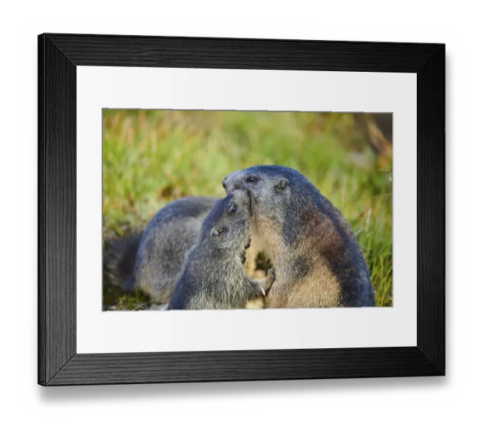 Framed Print : Alpine marmot (Marmota marmota) mother with her youngster on a meadow in summer