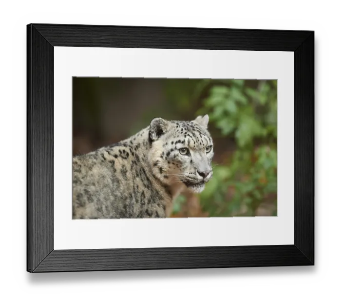 Framed Print : Snow leopard (Panthera uncia) or (Uncia uncia) portrait in autumn