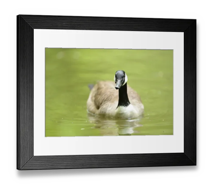 Framed Print : Close-up of a Canada goose (Branta canadensis) swimming in the water in spring Framed Print : Close-up of a Canada goose (Branta canadensis) swimming in the water in spring