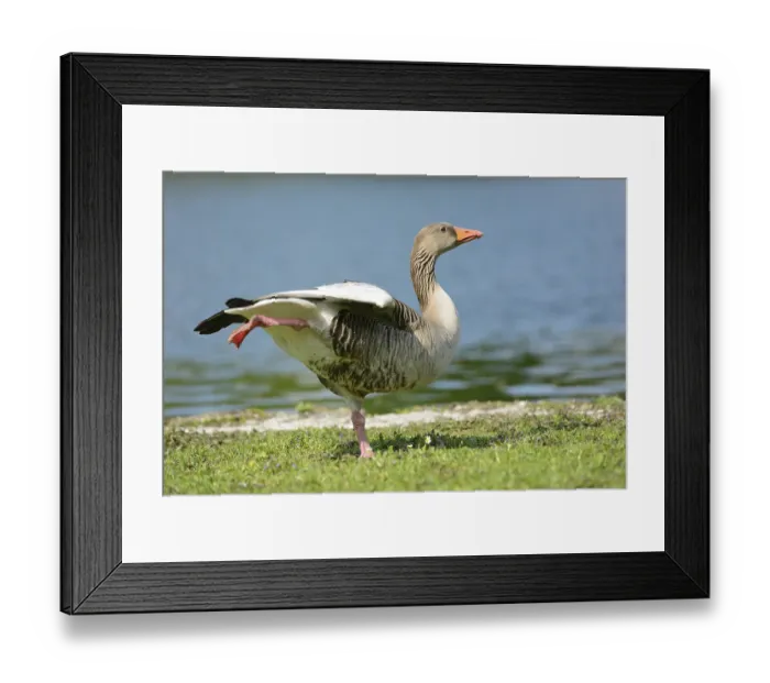 Framed Print : Portrait of a Greylag Goose (Anser anser) on a meadow in spring