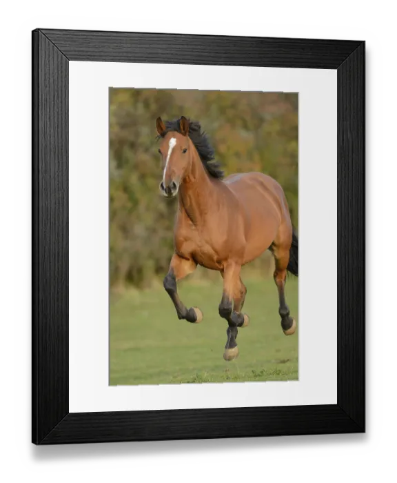 Framed Print : Horse Bavarian Warmblood galloping on a green meadow looking into the camera Framed Print : Horse Bavarian Warmblood galloping on a green meadow looking into the camera