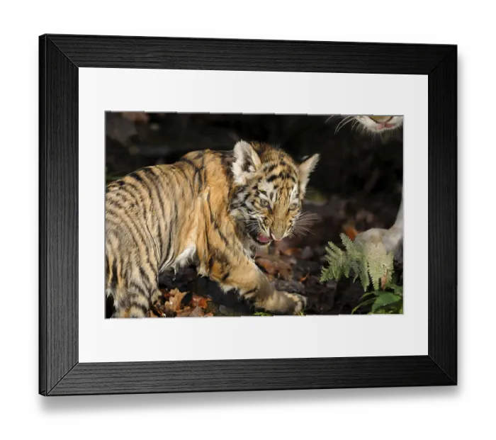 Framed Print : Siberian tiger (Panthera tigris altaica) hissing in a forest Framed Print : Siberian tiger (Panthera tigris altaica) hissing in a forest