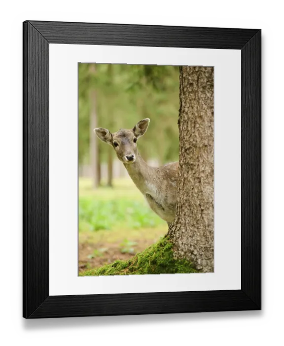 Framed Print : European fallow deer (Dama dama) hind standing in a forest