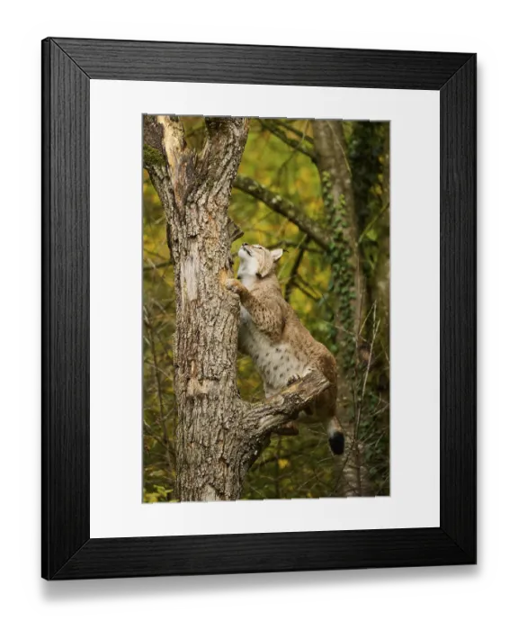 Framed Print : Eurasian lynx (Lynx lynx) jumping up a tree