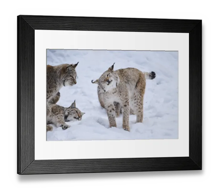 Framed Print : Eurasian lynx (Lynx lynx) playing in the snow in winter