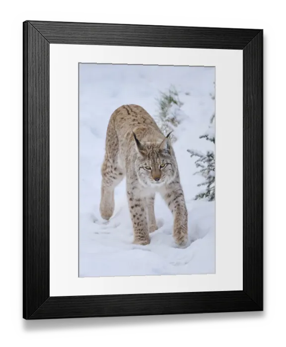 Framed Print : Eurasian lynx (Lynx lynx) walking in a snowy forest in winter Framed Print : Eurasian lynx (Lynx lynx) walking in a snowy forest in winter