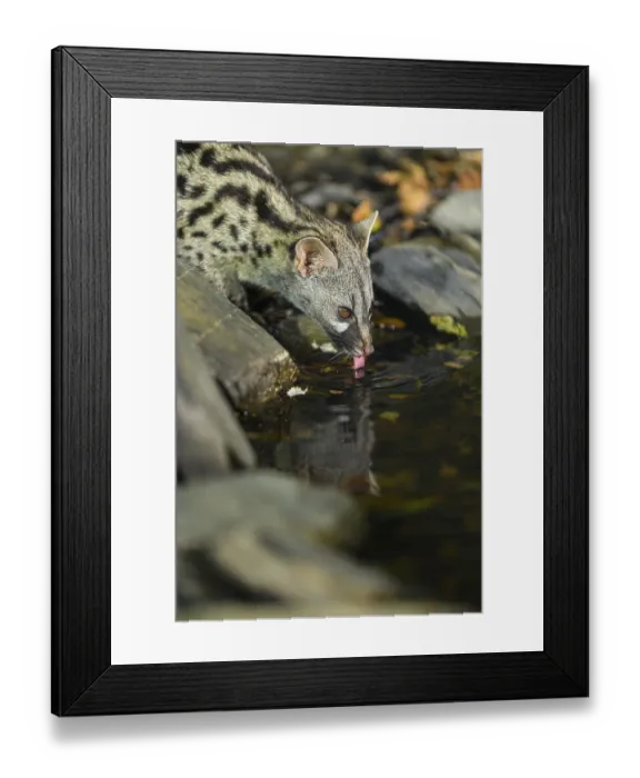 Framed Print : Young Common genet (Genetta genetta) drinking at the shore of a lake