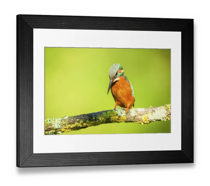 Framed Print : Common kingfisher (Alcedo atthis) sitting on a branch with autumncolours