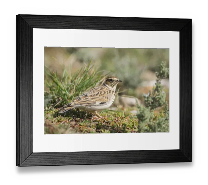 Framed Print : Woodlark or wood lark (Lullula arborea)