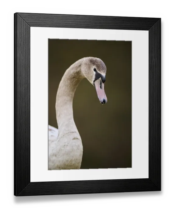 Framed Print : Mute swan (Cygnus olor) portrait Framed Print : Mute swan (Cygnus olor) portrait