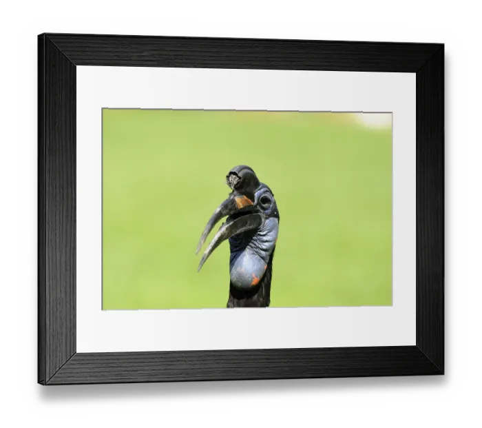 Framed Print : Great hornbill with black and blue plumage against a green background